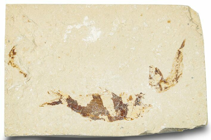 Two Cretaceous Fossil Fish Plate - Lebanon #248433